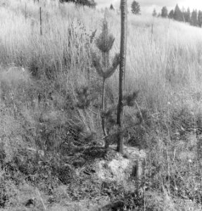 Begroeiingen, bomen, naaldbomen, Bestanddeelnr 251-7699