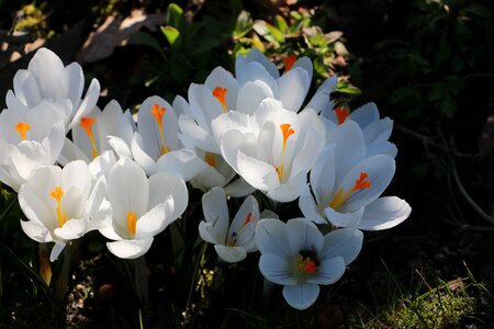 Spring flowers crocus photo