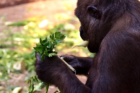 Greedy zoo hellabrunn photo