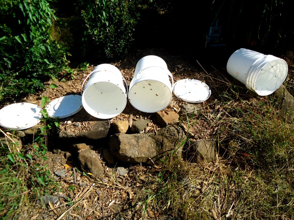 Bees in plastic pails at Hillview Farms in New Jersey