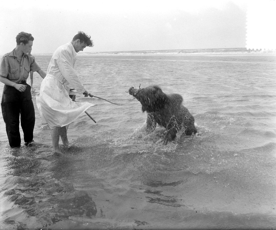 Beertje van circus baadt in zee van Zandvoort, Bestanddeelnr 905-8792