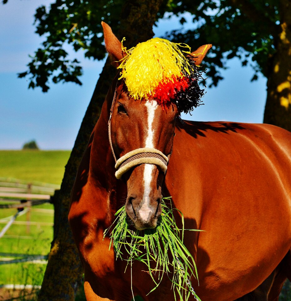 Germany horse france