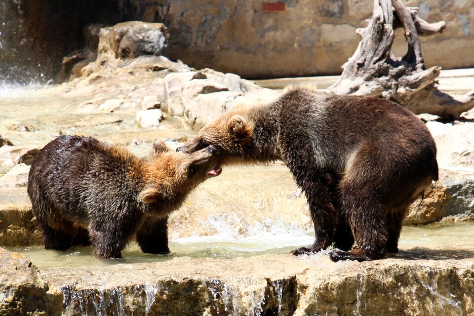 Wild fierce animals