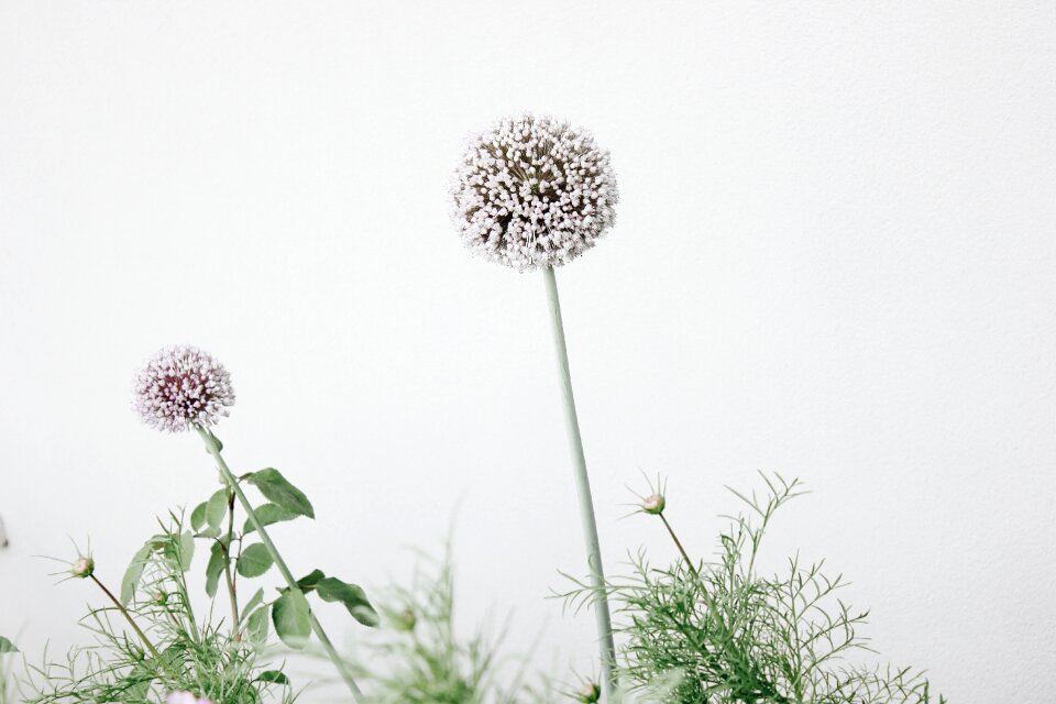Floral background spring springtime