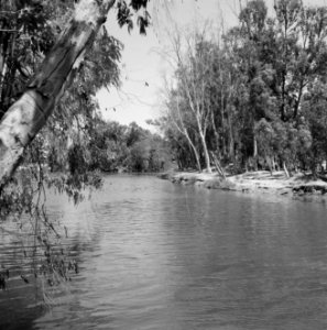 Begroeide oevers van de rivier de Yarkon, Bestanddeelnr 255-4820