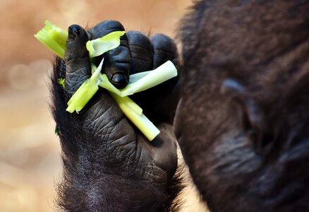 Greedy zoo hellabrunn photo