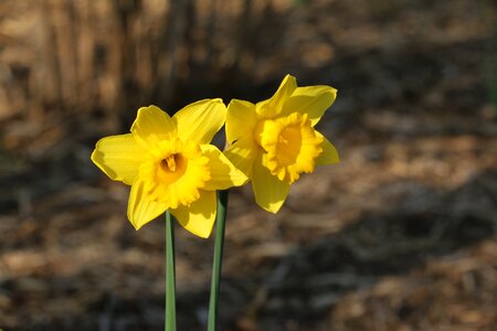 Narcissus narcis daffodil photo