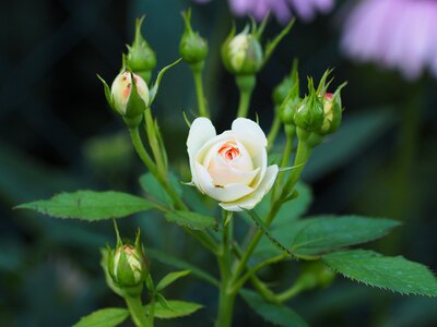 Bloom romantic bud photo