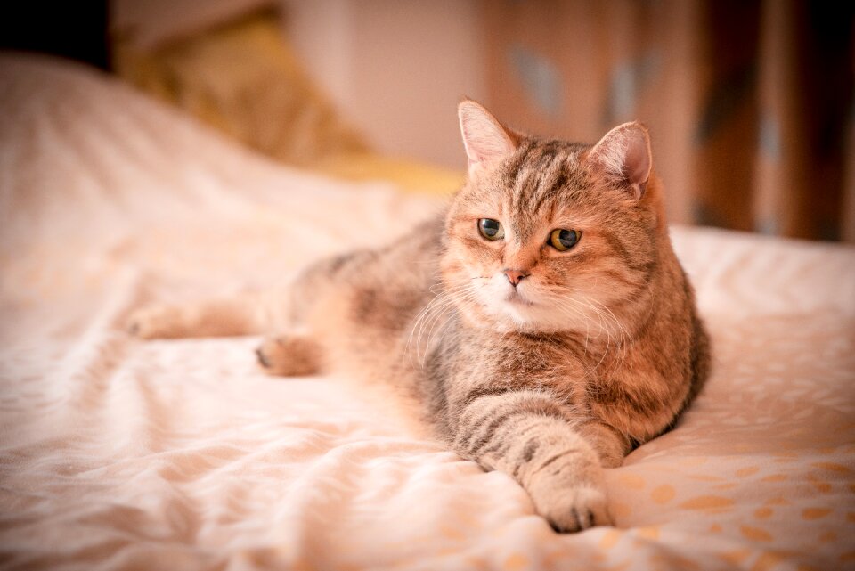 Cat mia gel reviews lay sat