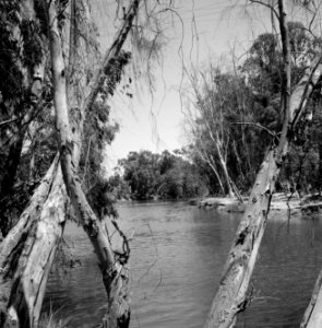 Begroeide oevers van de rivier de Yarkon, Bestanddeelnr 255-4819