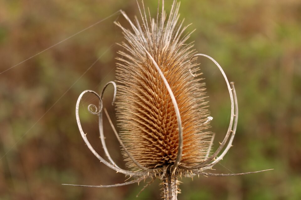 Spur seeds autumn