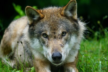 Eurasian wolf pack animal portrait