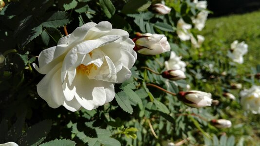 Sunny bloom white flower photo