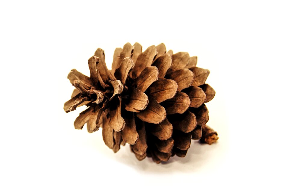 White background picture image