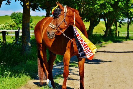 Germany horse france
