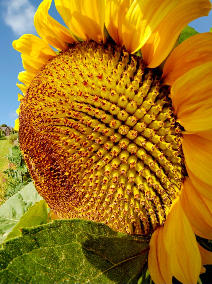 Flower helianthus petal