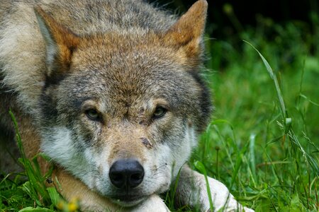Eurasian wolf pack animal portrait