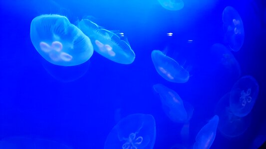 Jellyfish nature aquarium