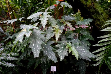 Begonia aconitifolia - Botanischer Garten - Heidelberg, Germany - DSC00982