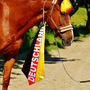 Germany horse france
