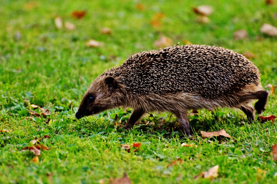 Nature garden mammal