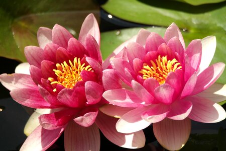 Bloom lotus water lily photo