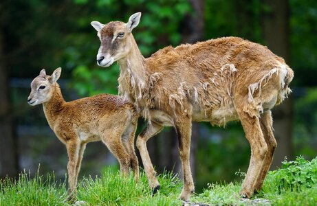 Mammal young animal ovis musimon gmelini