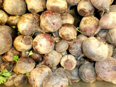 Beets in a bin photo