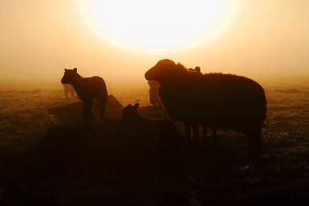Mist morning silhouette
