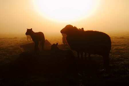 Mist morning silhouette photo