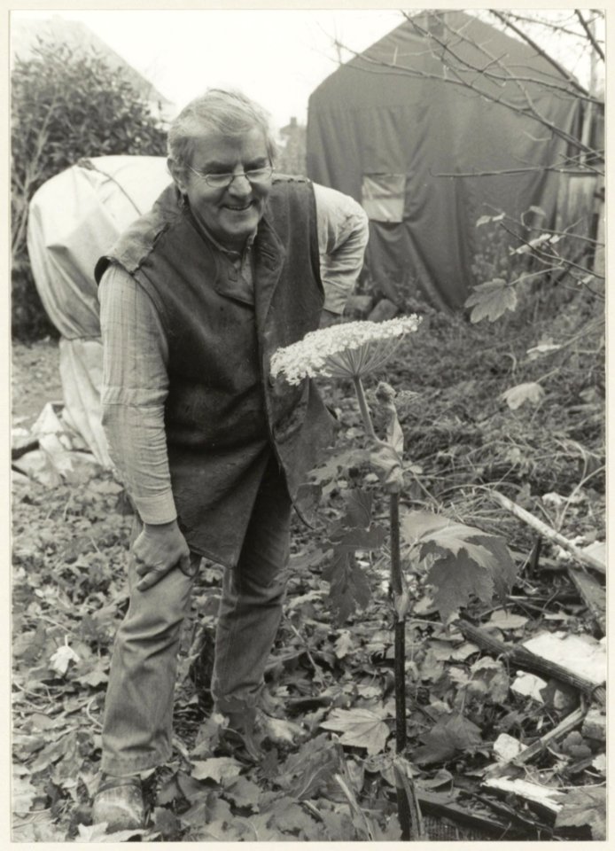 Beeldhouwer Wim Jonker bij de bereklauw die achter zijn atelier aan de Lange Poellaan 25 b in december in bloei stond. NL-HlmNHA 54013858