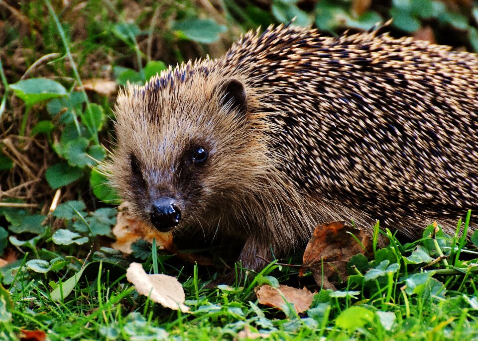 Nature garden mammal