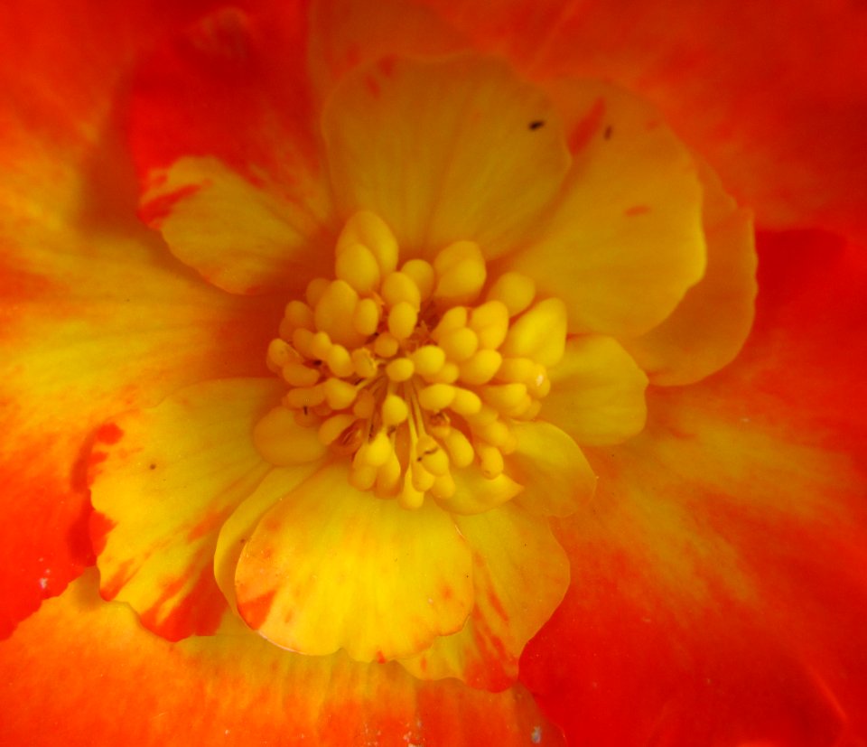 Begonia-flower-Jardin des Plantes de Paris