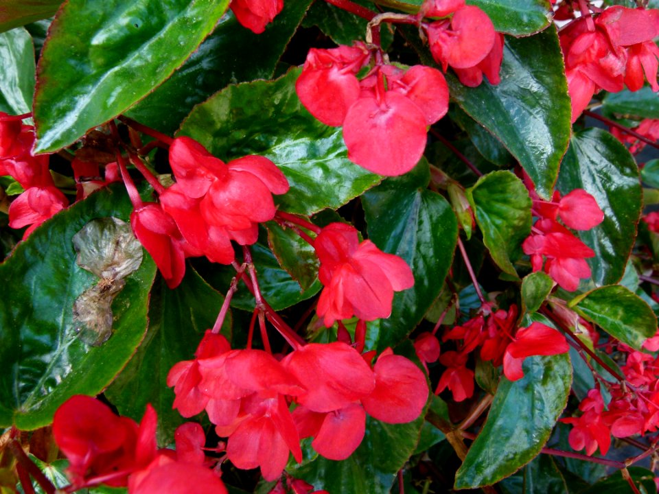 Begonia "Dragon Wing" 2