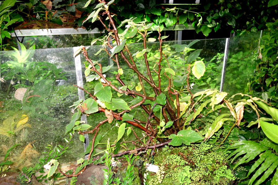Begonia dipetala - Botanischer Garten, Dresden, Germany - DSC08625