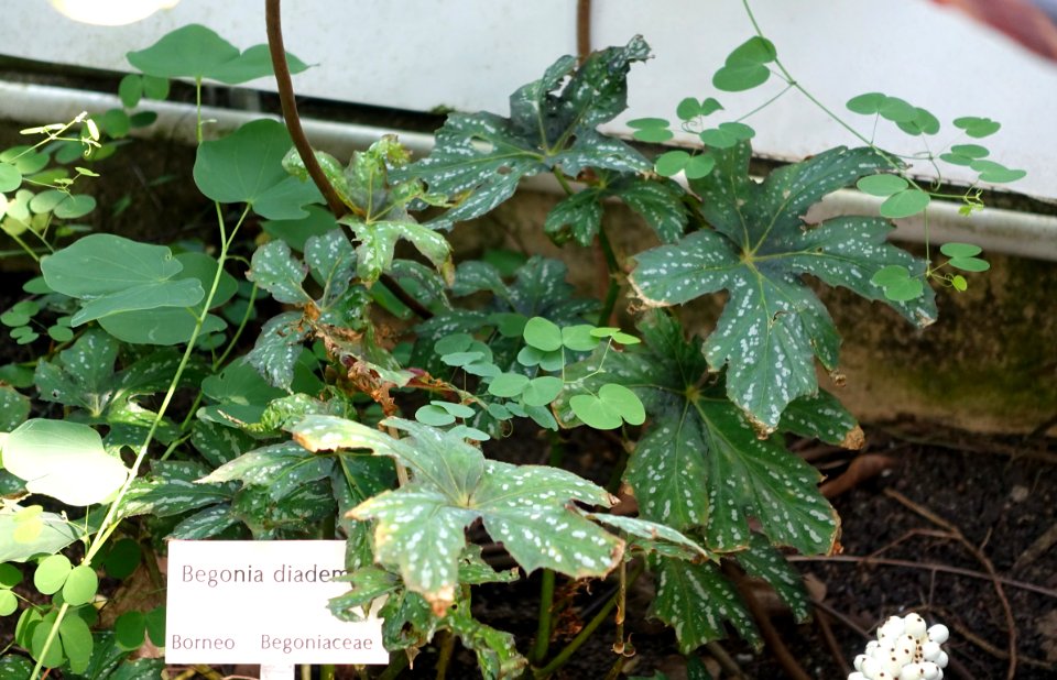 Begonia diadema - Bergianska trädgården - Stockholm, Sweden - DSC00456