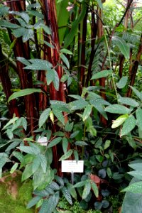 Begonia coccinea - Botanischer Garten - Heidelberg, Germany - DSC01018