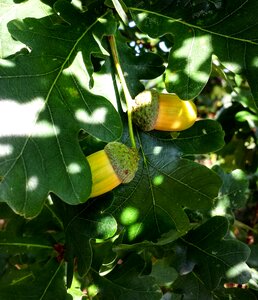 Autumn leaves green leaves photo