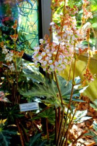 Begonia heracleifolia - Marie Selby Botanical Gardens - Sarasota, Florida - DSC01051