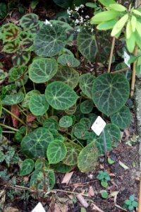 Begonia goegoensis - Botanischer Garten, Dresden, Germany - DSC08513