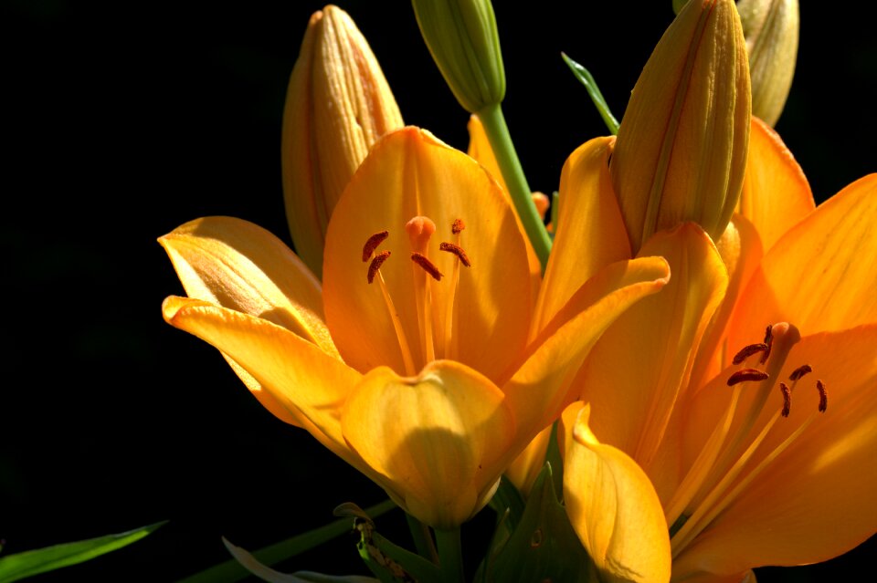 Flower plant blossom
