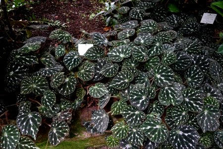 Begonia pustulata - Botanischer Garten - Heidelberg, Germany - DSC01015