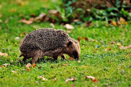 Nature garden mammal