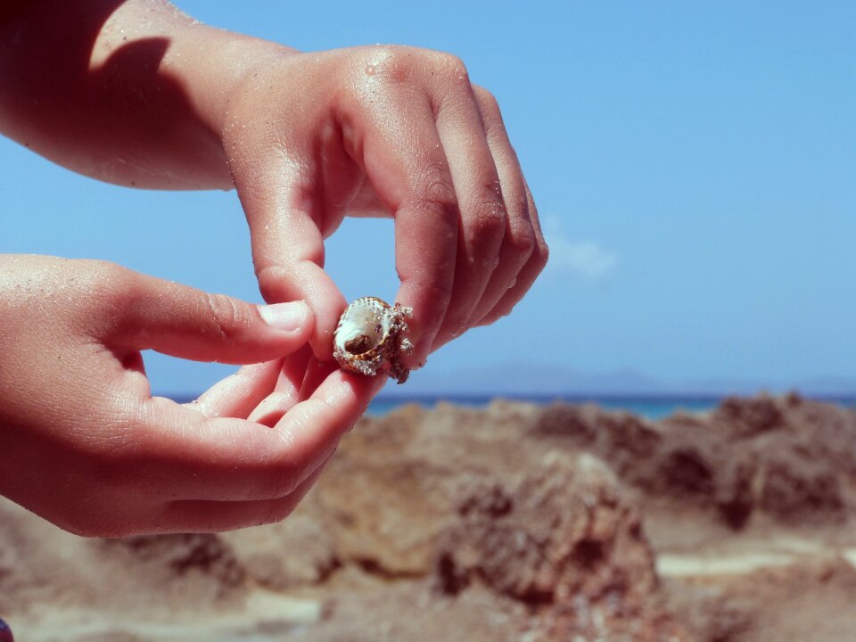 Hand hand shell sea