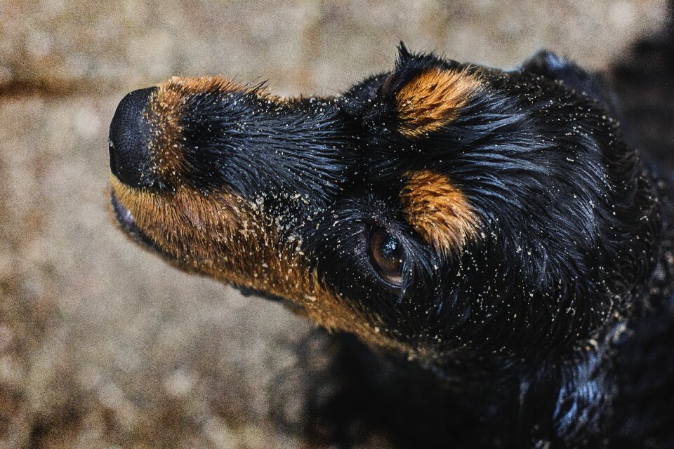 Water cocker spaniel english cocker spaniel