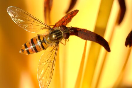 Close up face animal photo