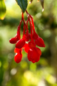 Begonia fuchsioides - Botanischer Garten Dresden (3)