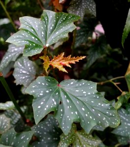 Begonia aconitifolia - Botanischer Garten - Heidelberg, Germany - DSC00984