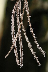 Green conifer branch photo