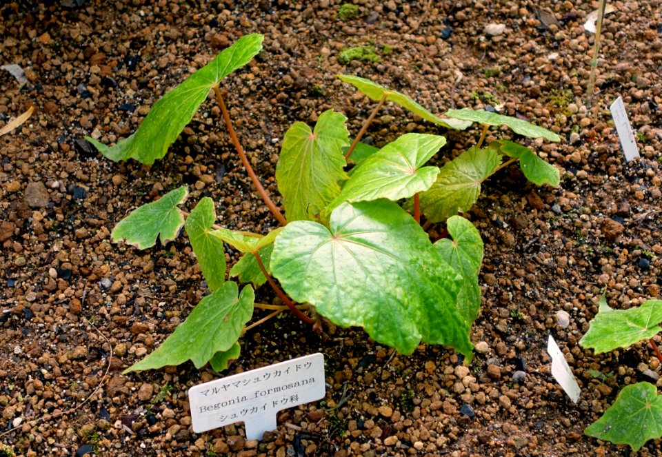 Begonia formosana - Shinjuku Gyo-en Greenhouse - Tokyo, Japan - DSC05820